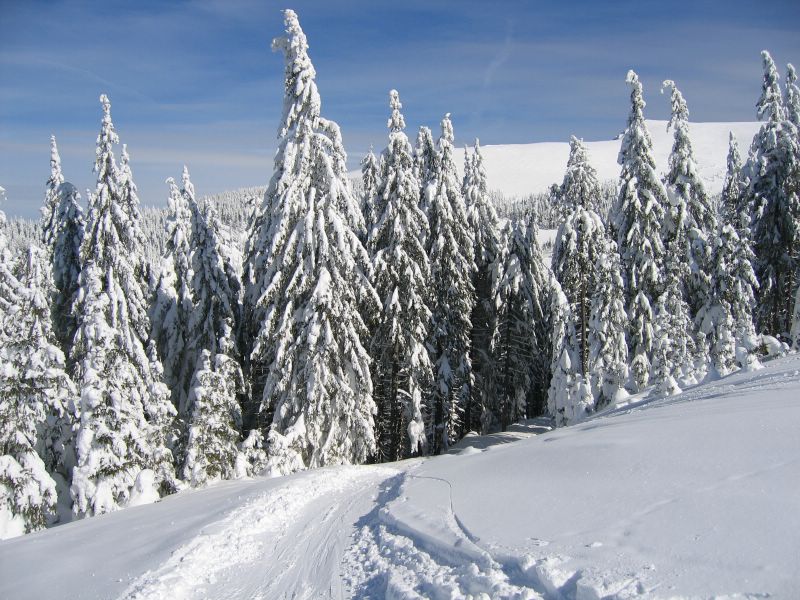 Snowed forest